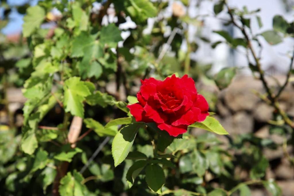 Вілла Casita La Rosa Ель-Пасо Екстер'єр фото